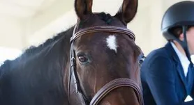 Sport Horse Nationals '21 - Saturday 9/18