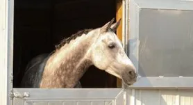 Sport Horse Nationals '21 - Sunday 9/12, Monday 9/13