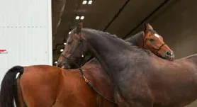 Sport Horse Nationals '21 - Thursday 9/16