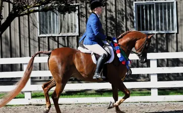 R O Lervick Arabians Farm Visit