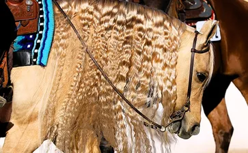 Scottsdale 2026 - Friday 2/20