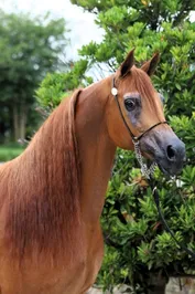 41677ad2eb36677739a4a07fea0847fa78cbe3a036f0f7f83e6edaf548803f6d.jpg
