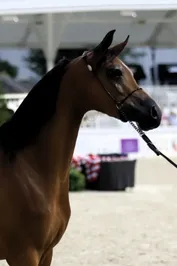 180d045b577b2f1a159cc4dbc2c4e125a740735f6368f781e29f732818215e2f.jpg