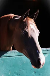 07ed5969504208ded3495bb40a6c892782ed9f4094b183e138ff3339514995e8.jpg
