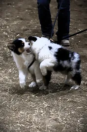 8d8303295d2d9cce1a345758e8f205105f94b0dce0a2e635bc5069887a2184c5.jpg