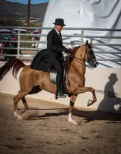 02fdd6085ff88411161566e0a7c8ef2606b5a20195477a03fa9f69b02724ec22_1_IzAwMDgwMF8xMDA=.jpg
