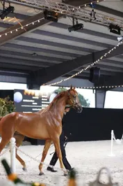 db514d6f0192fc977ee7dbc180a6dec686b74bee6c0c20c74440609a408a6173.jpg