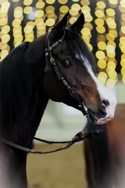 c6aa48badcbdc31e85747b8cbe22644a05ed20b9192c9e9185a9d43a9d539303.jpg