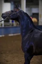 a156071c1c283ca5058aac1e17f8f727a2c9b186689f01b72c839551670aba0e.jpg